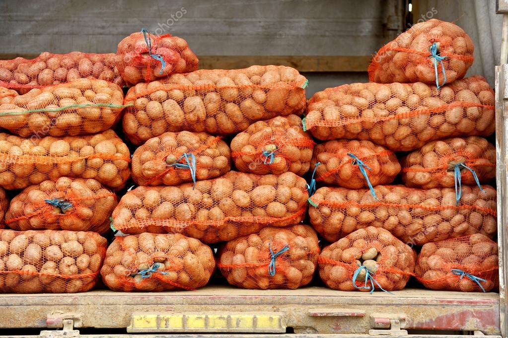 Новое овощехранилище в Вологодском районе позволит сберечь 2000 тонн картошки и свеклы