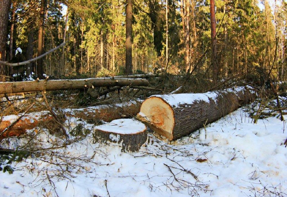 Более 6 гектаров леса незаконно вырубили череповецкие бизнесмены