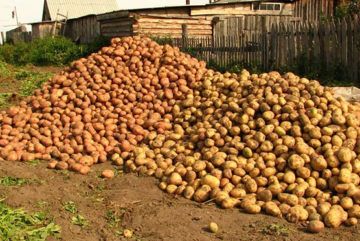 Тонну картошки получат победители необычной акции в Вологде