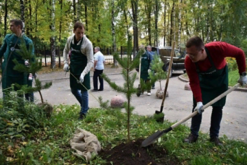 В Вологде на территории школы №4 высадили 50 сосен