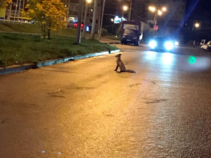 В Череповце по дорогам бегает лиса