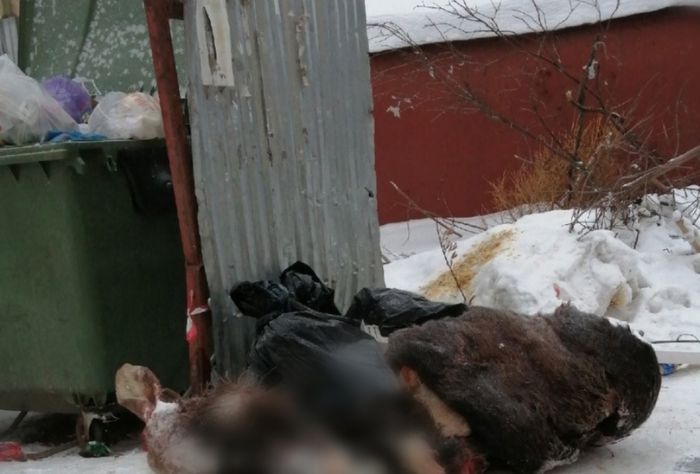 Останки убитого лося обнаружили на улице Гиляровского в Вологде