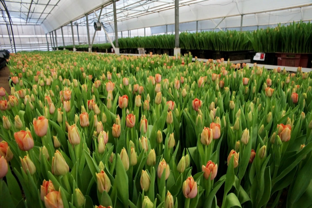 В тепличном комплексе «Тоншаловский» под Череповцом вырастили 300 тысяч тюльпанов
