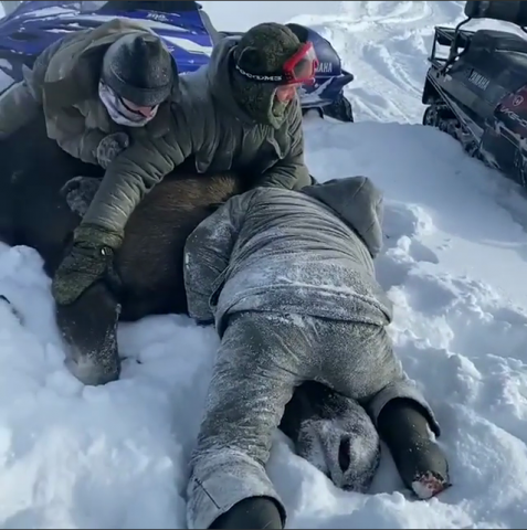 Браконьеры загнали на снегоходах и задушили беременную лосиху в Череповецком районе
