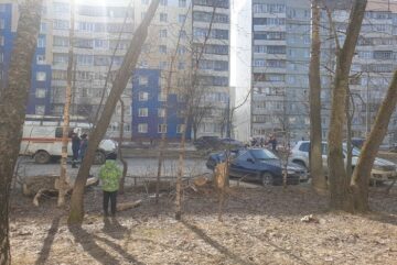 В Вологде вновь дерево упало на легковушку