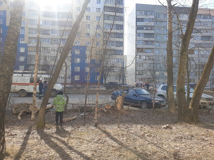 В Вологде вновь дерево упало на легковушку