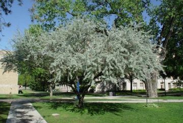 118 новых деревьев и 820 кустарников высадят в парке КиО в Череповце