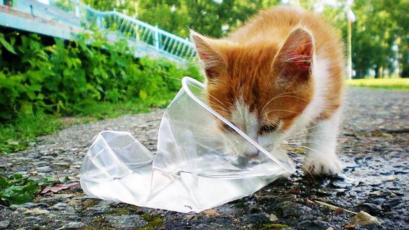 Вологжан призывают оставлять на улице емкости с чистой водой для животных