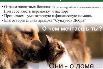 Выставка бездомных кошек пройдет в Вологде
