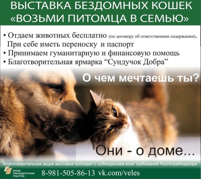 Выставка бездомных кошек пройдет в Вологде