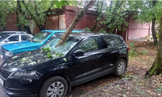 В Череповце упавшее дерево пробило лобовое стекло машины