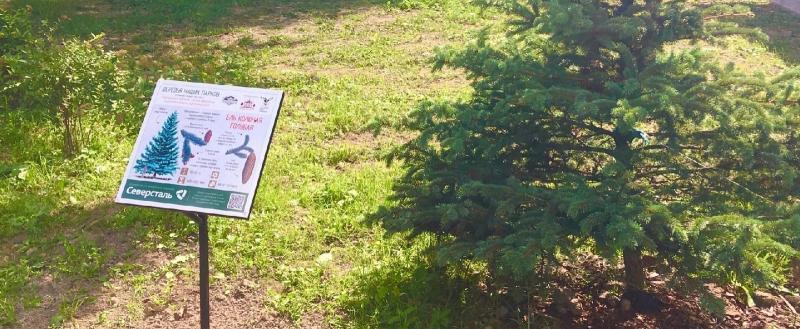 В Соляном саду более 30 деревьев обзавелись QR-кодами