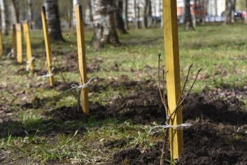 2,5 тысячи деревьев высадили в Вологде