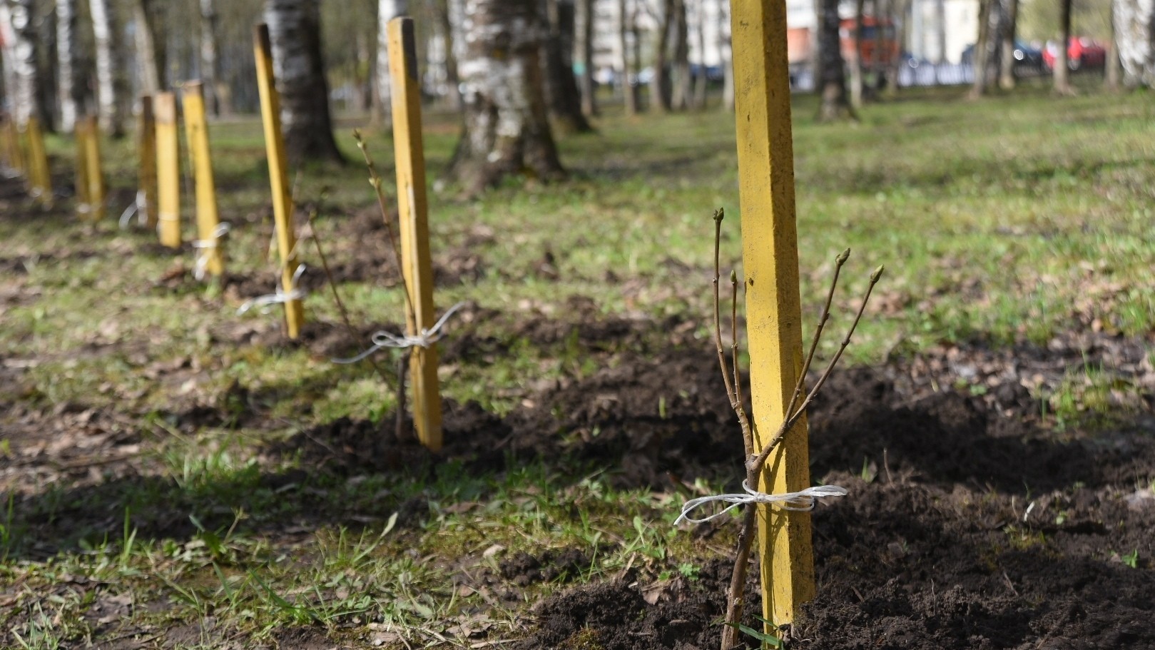 2,5 тысячи деревьев высадили в Вологде
