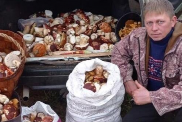 Житель Великоустюгского района собрал 100 килограммов грибов