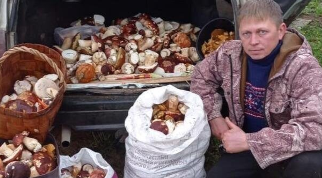 Житель Великоустюгского района собрал 100 килограммов грибов