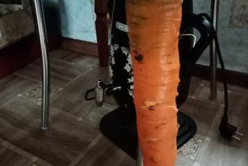 Жительница Великоустюгского района вырастила гигантскую морковь