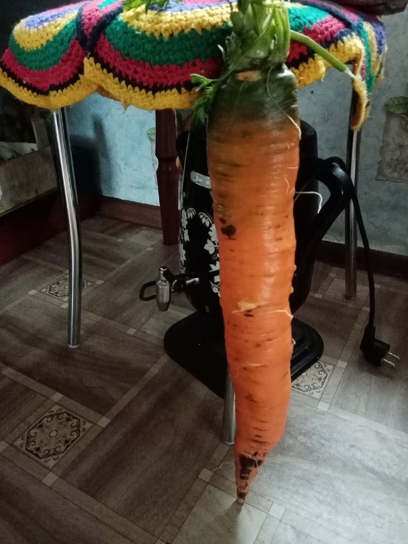 Жительница Великоустюгского района вырастила гигантскую морковь