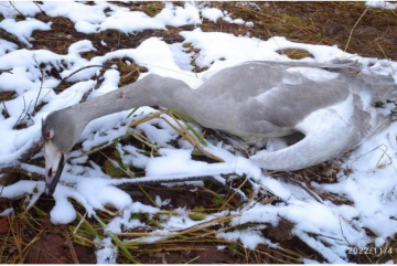 В Шекснинском районе неизвестные убили лебедя