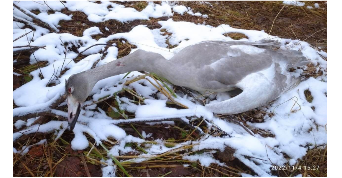 В Шекснинском районе неизвестные убили лебедя