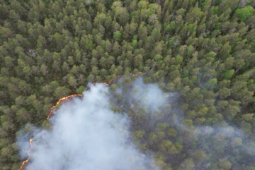 Крупный лесной пожар ликвидирован в Кирилловском районе