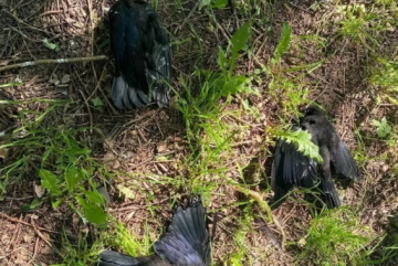 Причины массовой гибели птиц в поселке под Вологдой выясняют специалисты ветеринарной службы