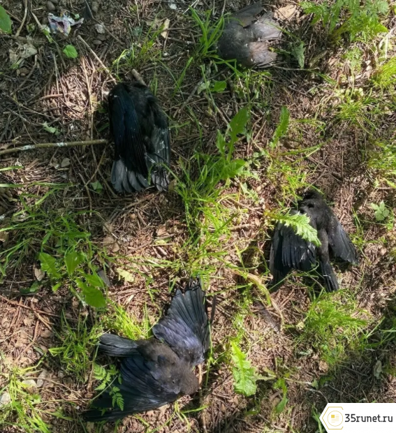 Причины массовой гибели птиц в поселке под Вологдой выясняют специалисты ветеринарной службы